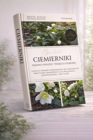 Ciemierniki - zimowe gwiazdy Twojego ogrodu